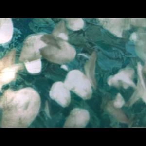 Meet your Posher, Dulce